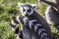 Funny animal surprised expression from a shocked ring-tailed lemur